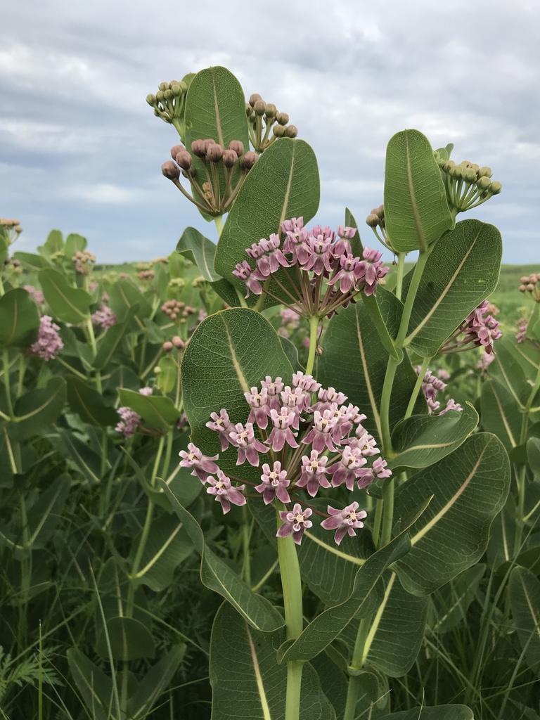 Prairie Milkweed (Asclepias sullivantii) — Fellabees \u0026 Nativeseeds, image size:768x1024