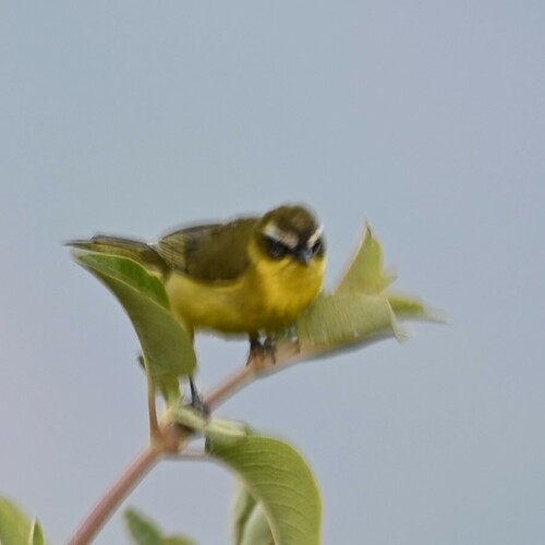 Superciliaried Hemispingus (Thlypopsis superciliaris), photo 5