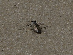 Habroscelimorpha dorsalis