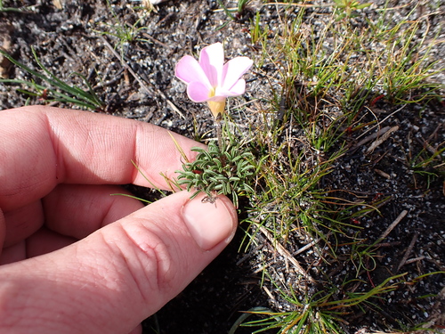 Image of Fringe Sorrel (Oxalis ciliaris) by (c) Eugene Hahndiek, some rights reserved (CC BY-SA)