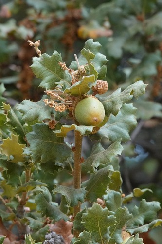 Quercus berberidifolia × durata