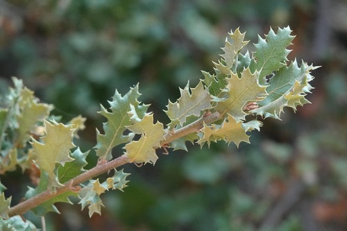 Quercus berberidifolia × durata