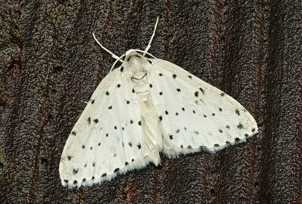 Naxidia