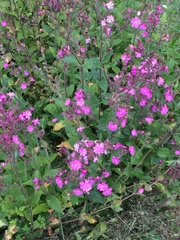 Silene dioica