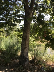 Platanus racemosa