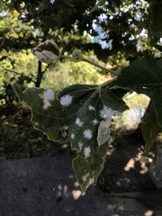 Platanus racemosa