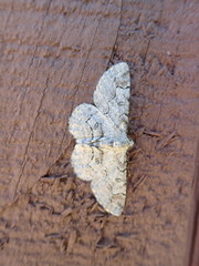 Iridopsis larvaria
