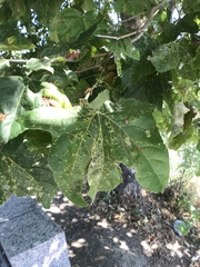 Platanus racemosa