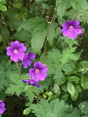 Geranium sylvaticum