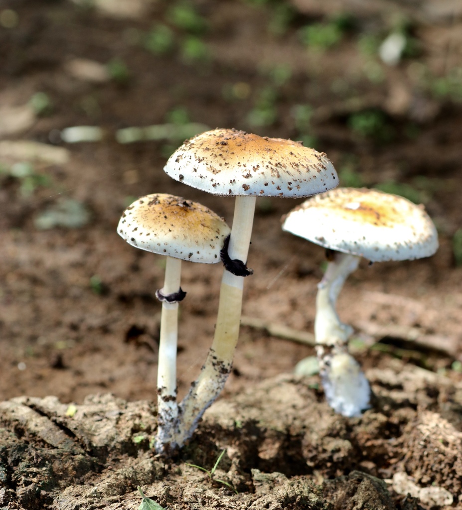 Psilocybe cubensis · June 2019 · photo: © agonzalo (iNaturalist, cc-by)