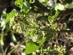 Rumex hypogaeus