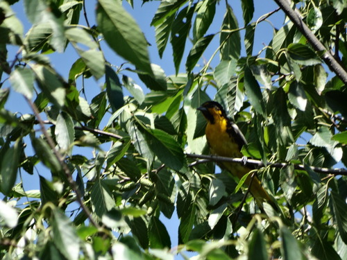 Black-backed Oriole (Icterus abeillei), photo 9