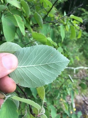 Amelanchier sanguinea