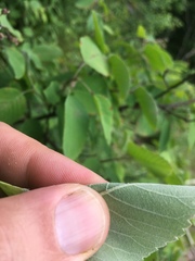 Amelanchier sanguinea