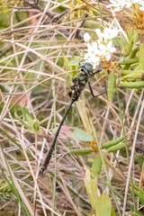 Somatochlora franklini