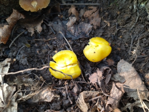 Waxcap (Hygrocybe ceracea)