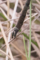 Somatochlora franklini