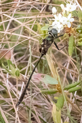 Somatochlora franklini