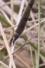 Somatochlora franklini