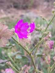 Mirabilis viscosa
