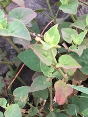 Mirabilis viscosa