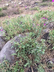 Mirabilis viscosa