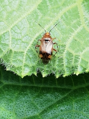 Deraeocoris flavilinea