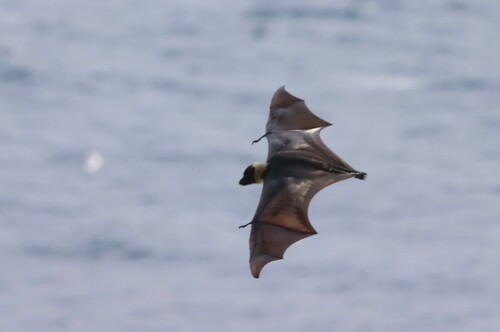 Pteropus tonganus observed 2023-12-08