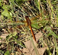 Libellula needhami