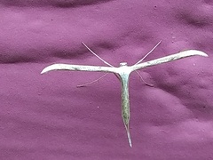 Hellinsia homodactylus