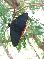 Chalypyge chalybea chloris