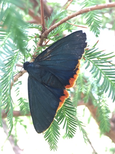 Orange-rimmed Skipper