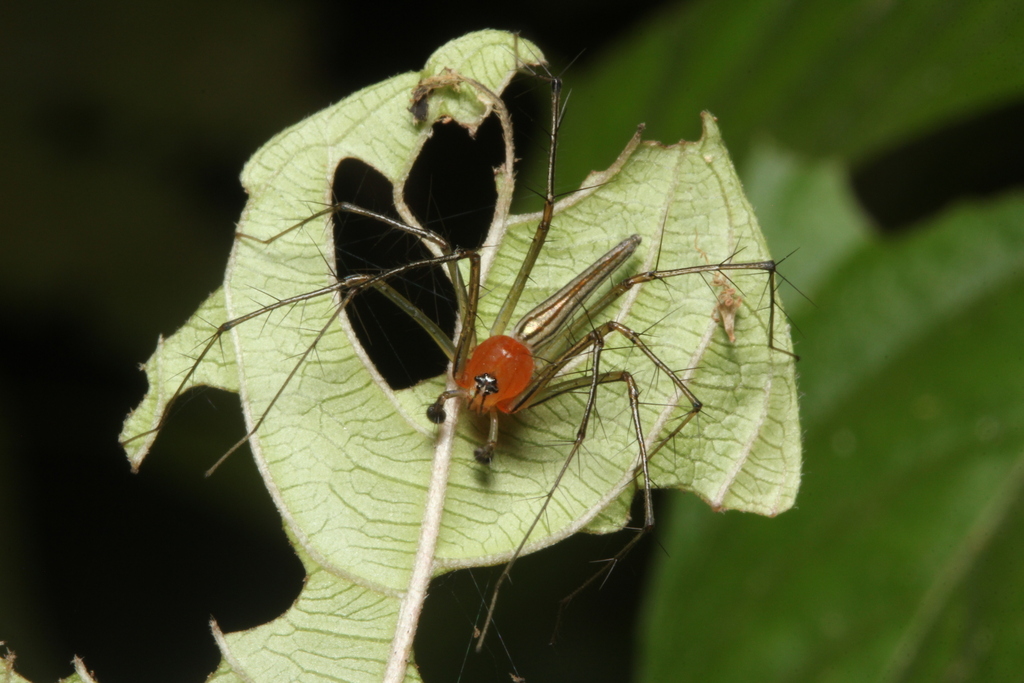 Oxyopes complicatus