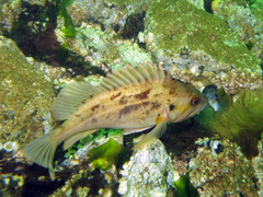 Sebastes auriculatus
