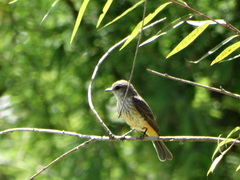 Pyrocephalus rubinus