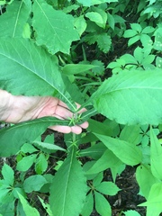 Triosteum aurantiacum