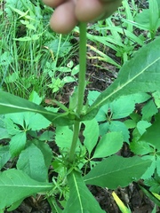 Triosteum aurantiacum