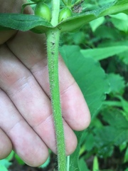 Triosteum aurantiacum