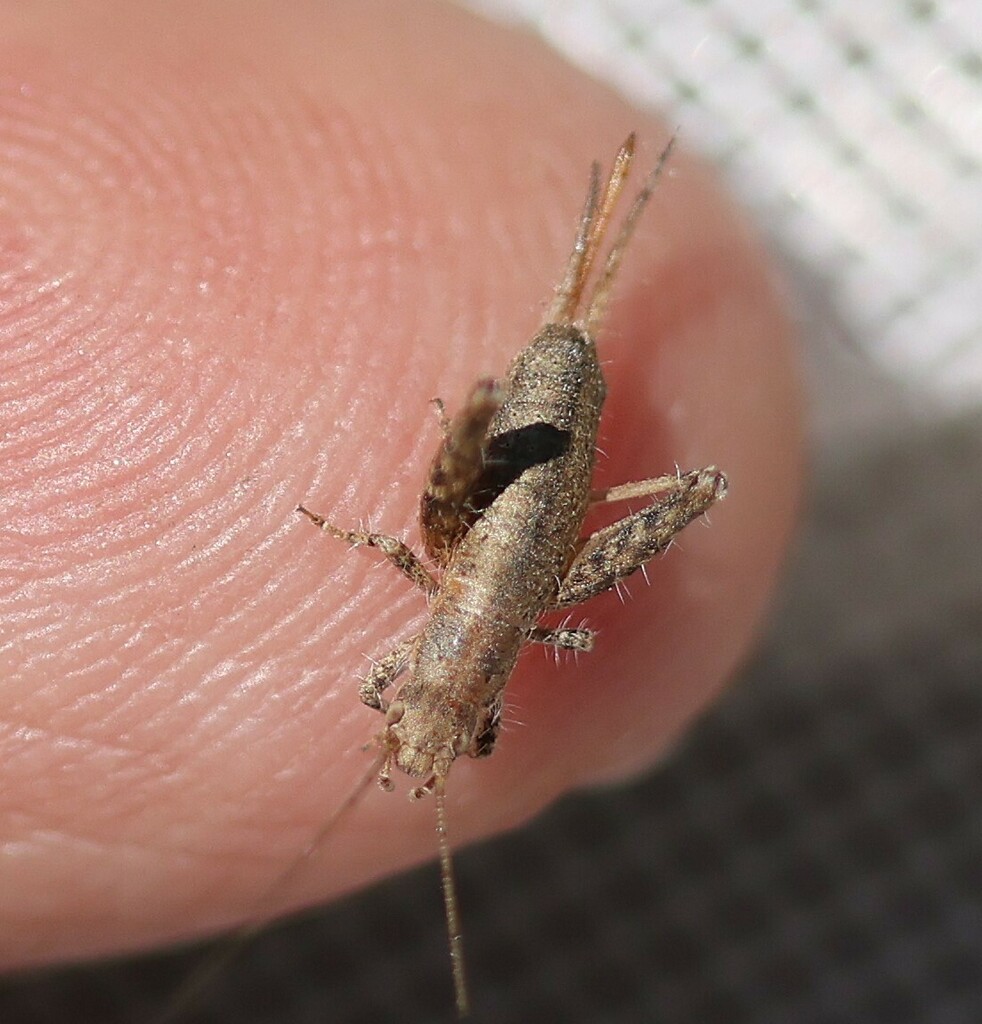 Distinctive scaly cricket