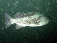 Sebastes melanops