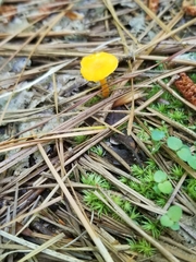 Cantharellus minor