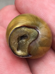 Cepaea nemoralis