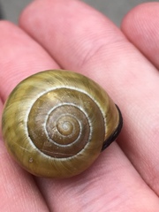 Cepaea nemoralis