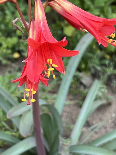 Zephyranthes phycelloides