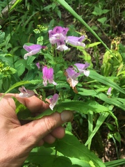 Penstemon smallii