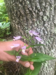 Penstemon smallii