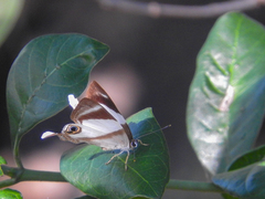 Afriodinia