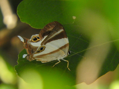Afriodinia