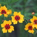 Coreopsis tinctoria - Photo (c) Ves,  זכויות יוצרים חלקיות (CC BY-NC), uploaded by Ves