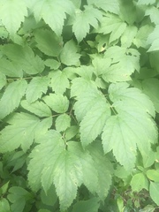 Actaea podocarpa